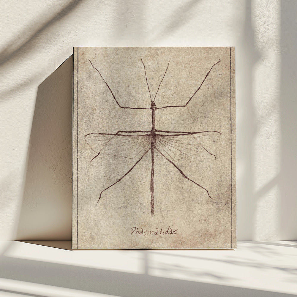 Vintage entomologieschets | Canvas