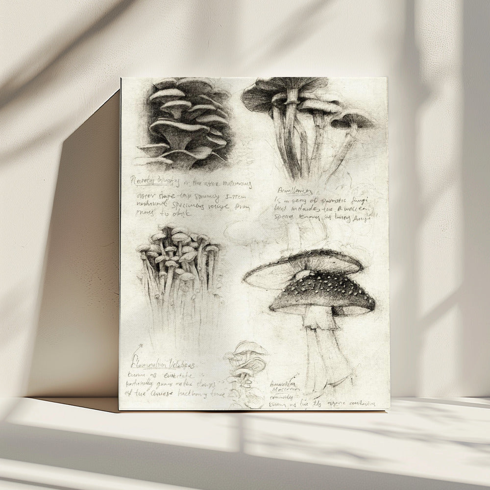 Verschillende botanische paddenstoelen | Canvas