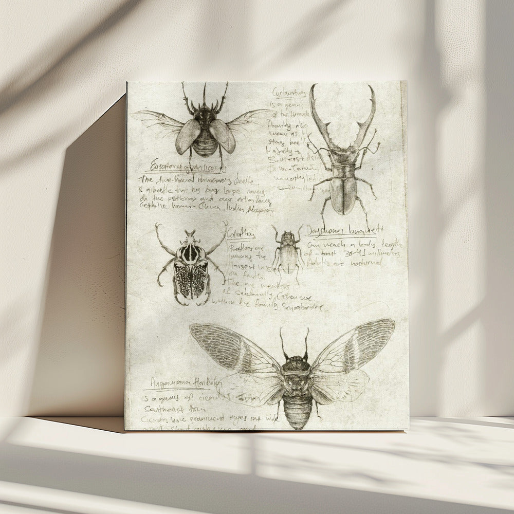 Schetsen van kevers en insecten | Canvas