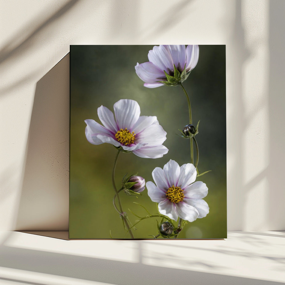 *Kosmos | Canvas