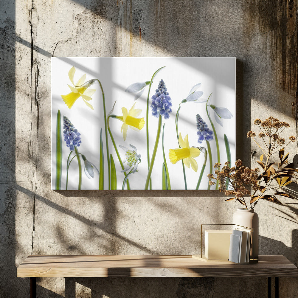 Lente | Canvas