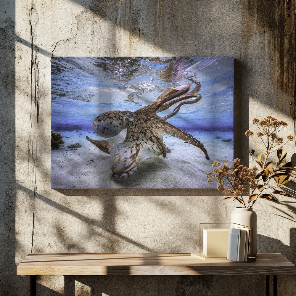 Dansende Octopus | Canvas