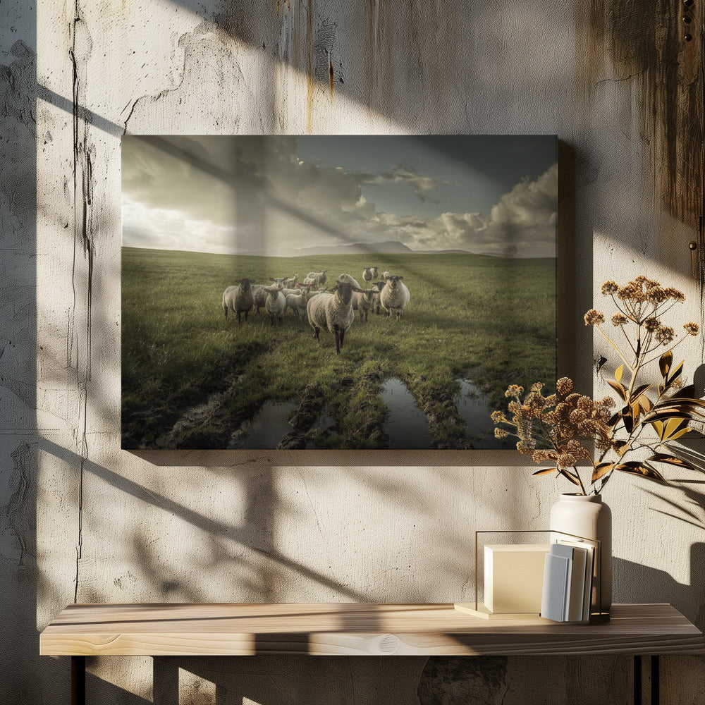 Schapen | Canvas