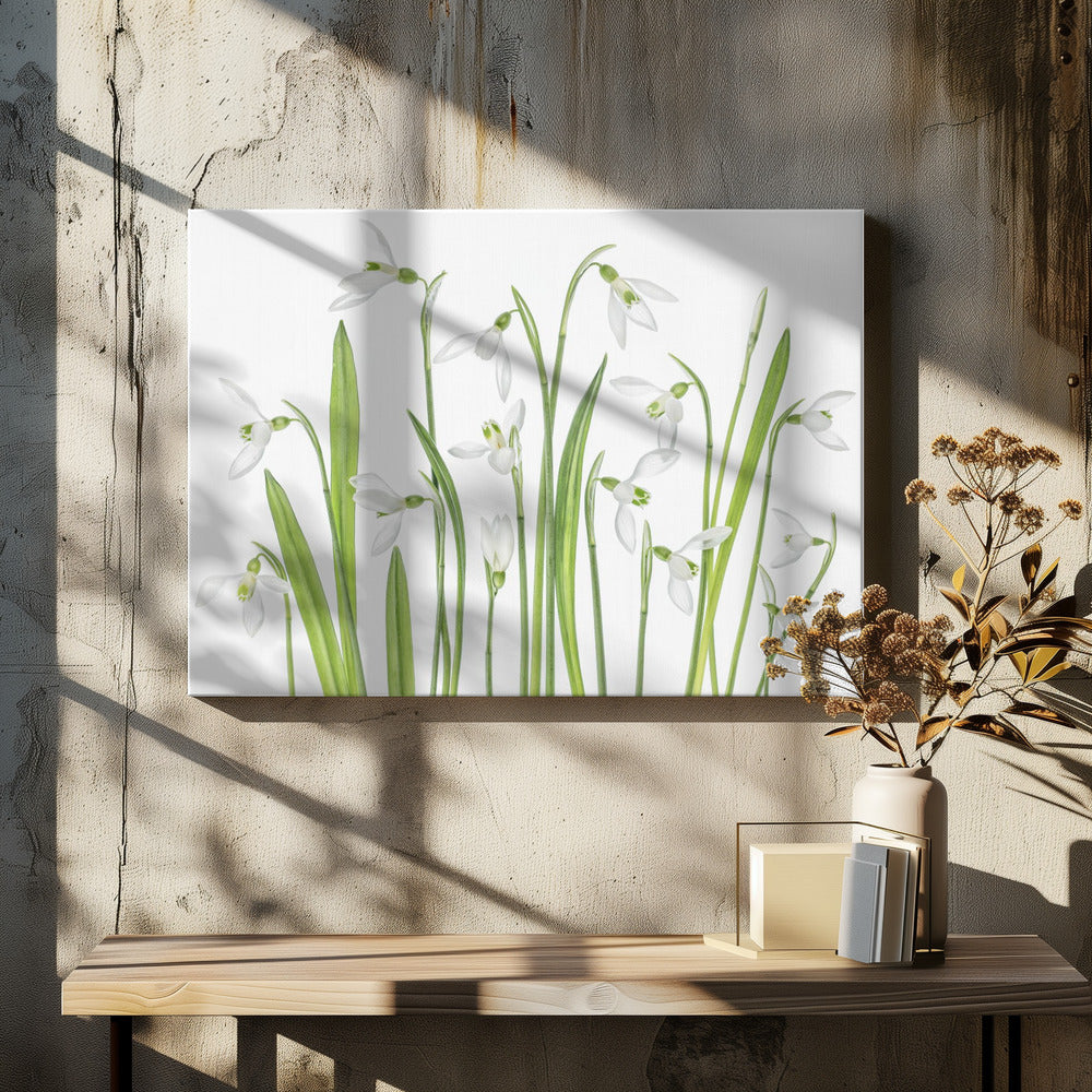 Eerste sneeuwklokjes | Canvas