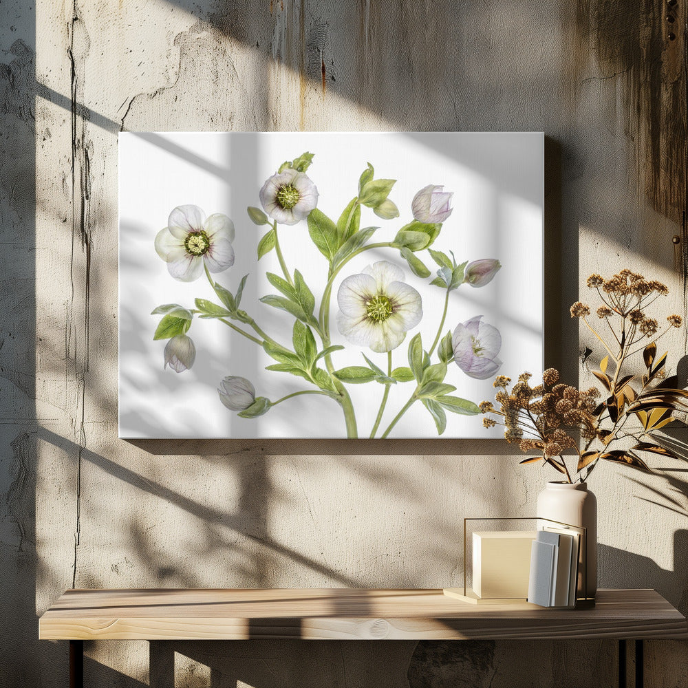 Helleborus | Canvas