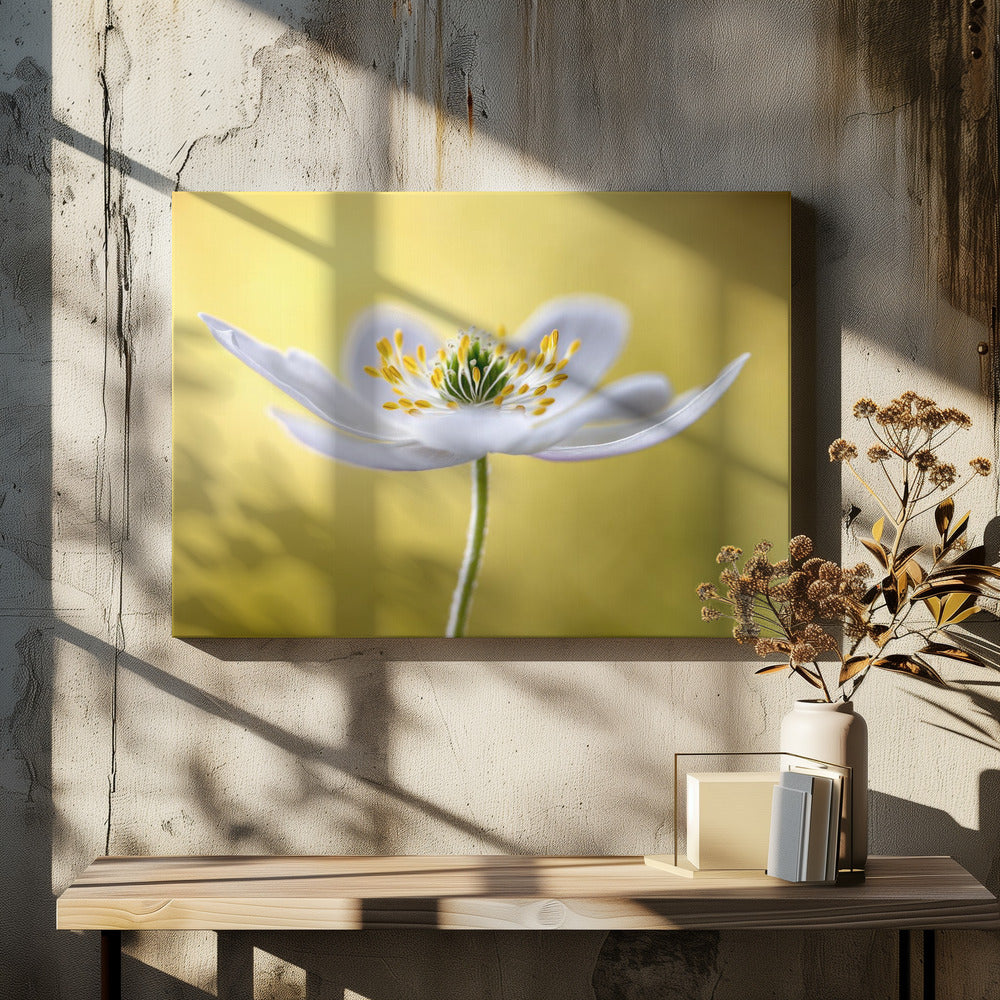 Bosanemoon | Canvas