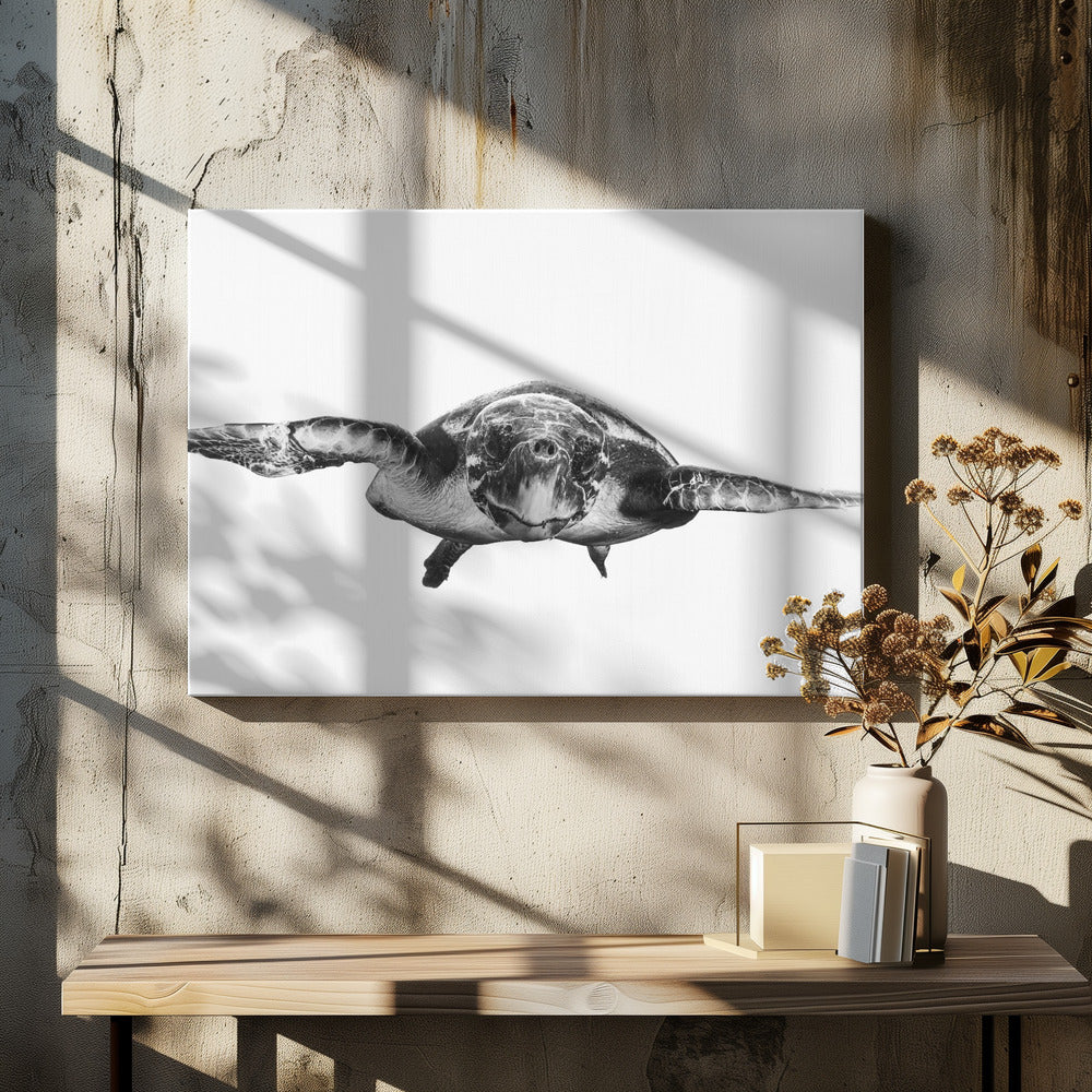 Wit en schildpad | Canvas