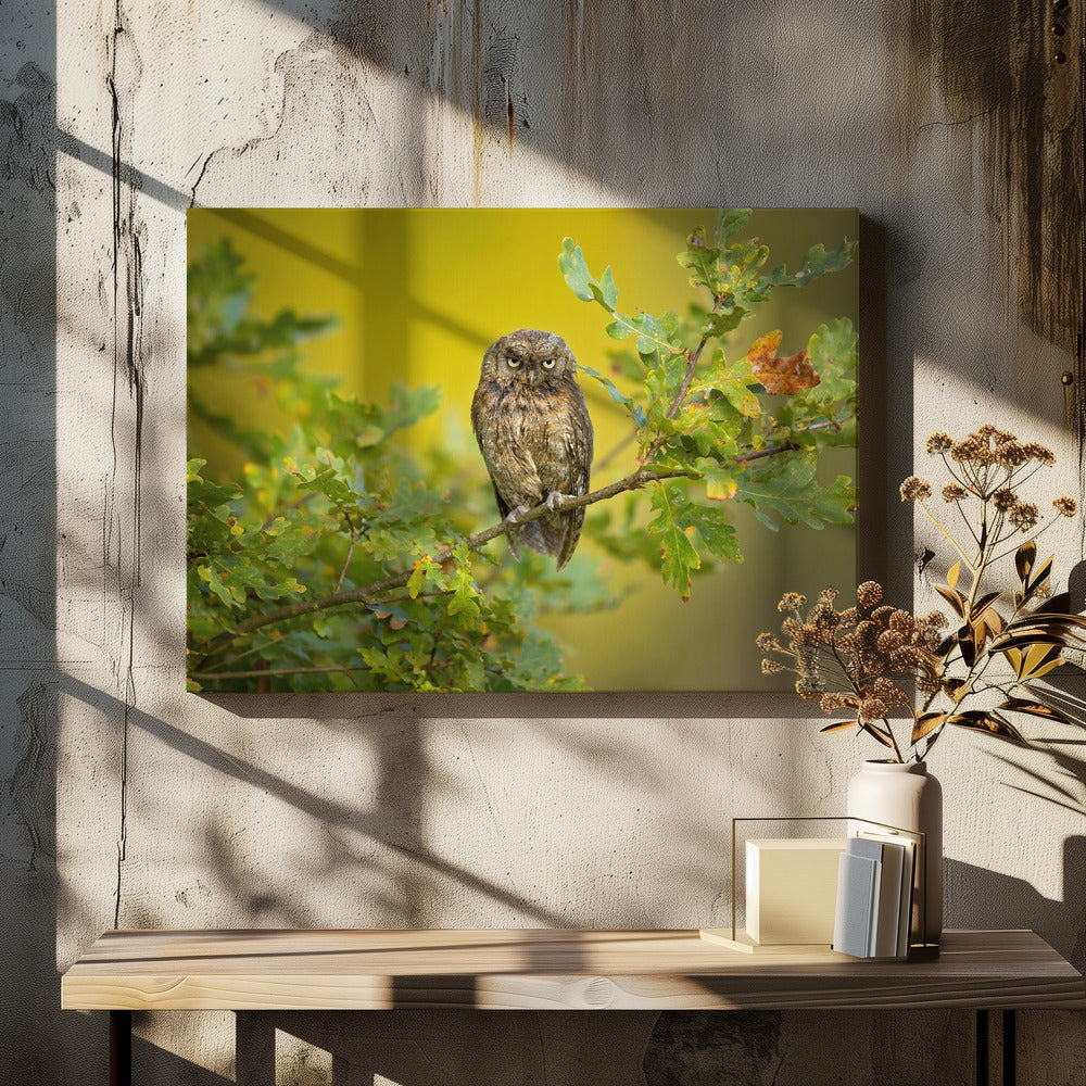 Eurasian Scops Owl | Canvas