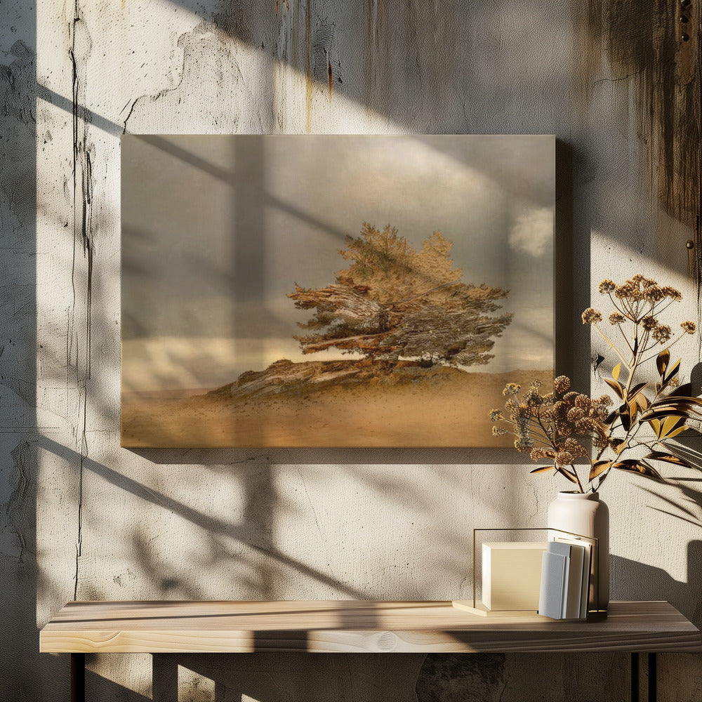 Dennen en duinen | Canvas