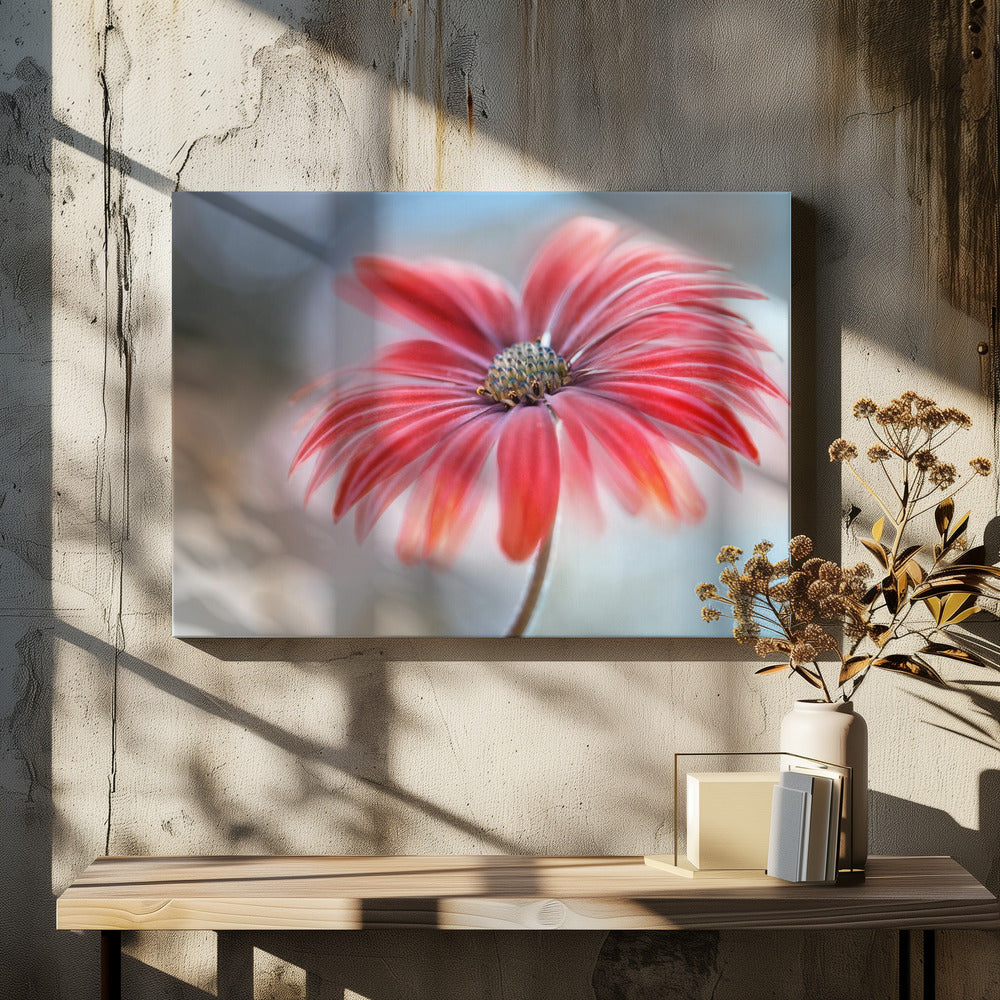 Kaapse Madelief* | Canvas