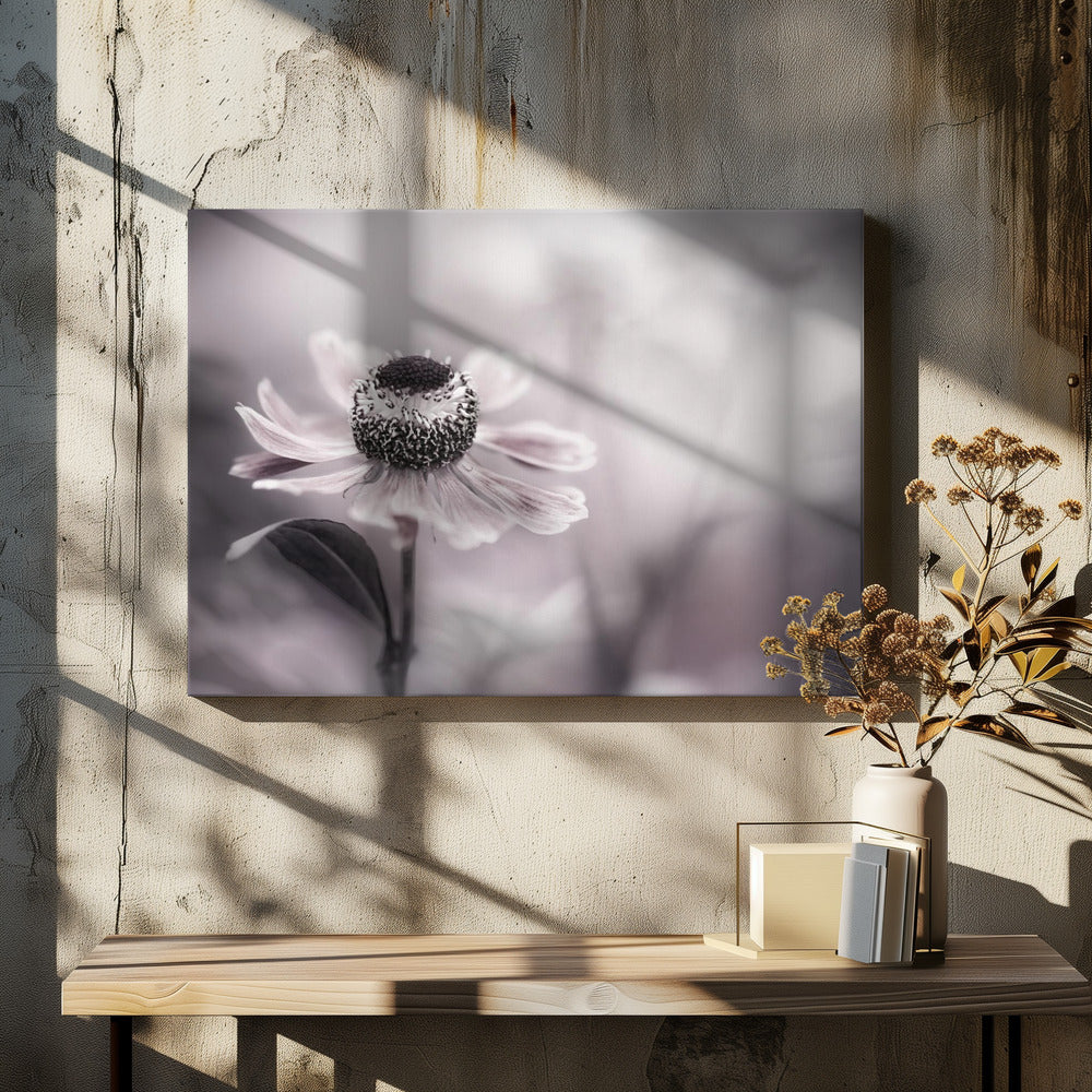 Helenium | Canvas