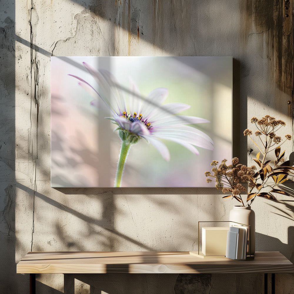 Kaapse Madelief | Canvas