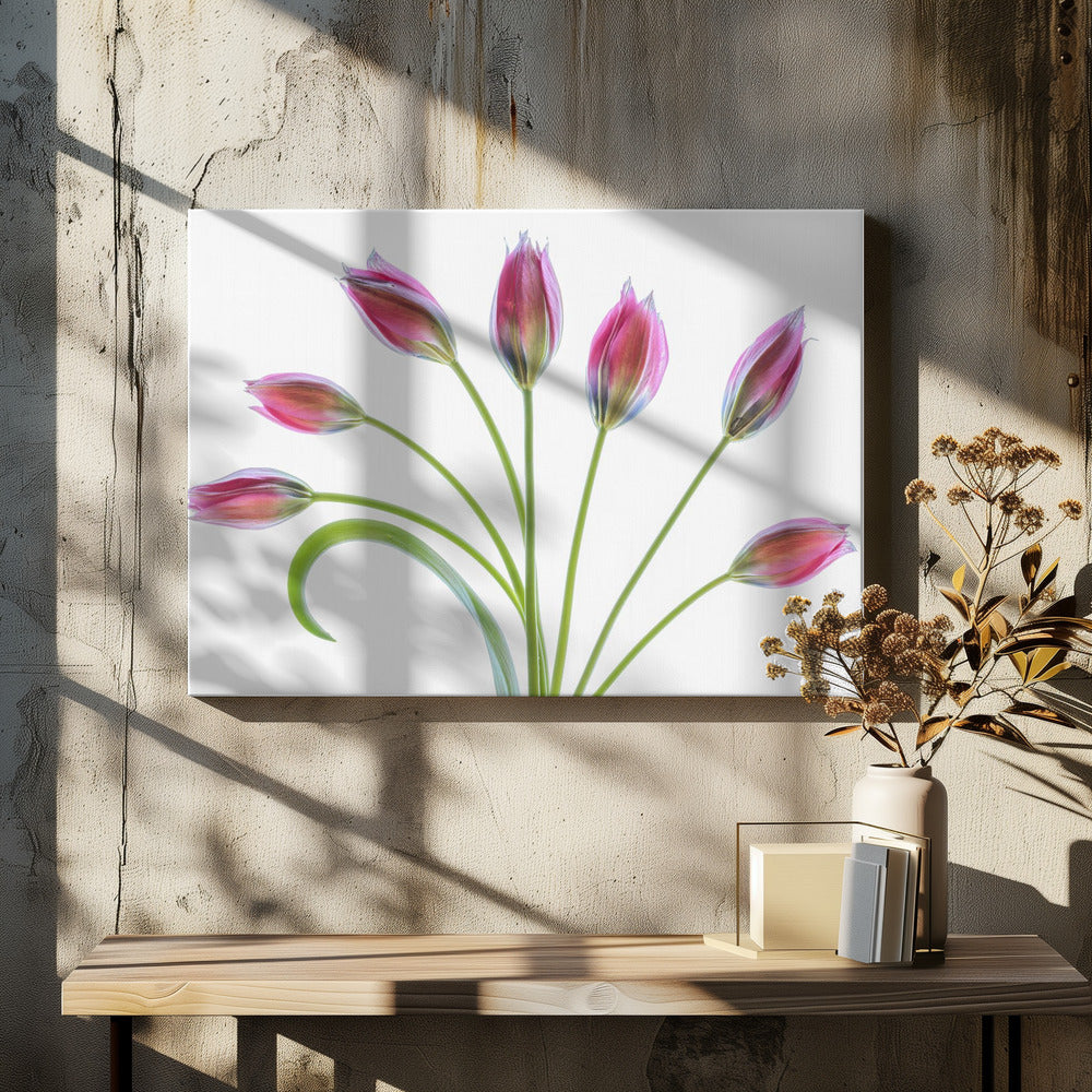 Tulp | Canvas