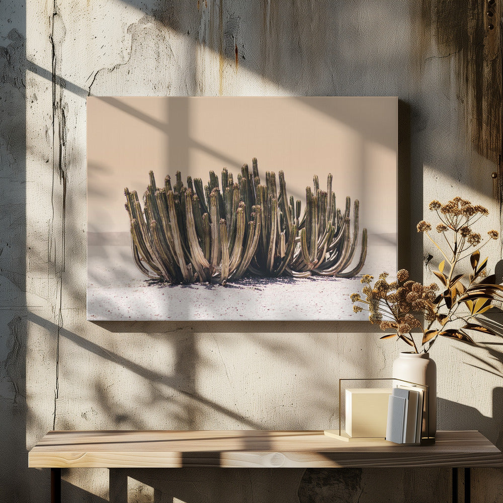 Perzikhemelcactus | Canvas