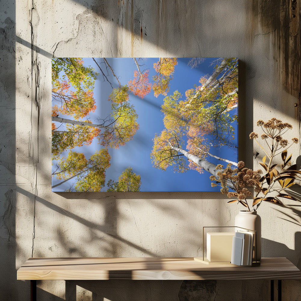Herfstberken | Canvas