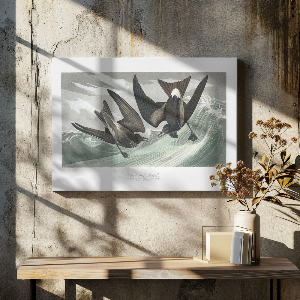 Vorkstaartstormvogel uit Birds of America (1827) | Canvas