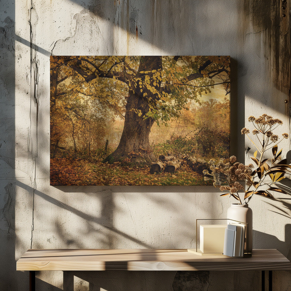 Oude boom | Canvas