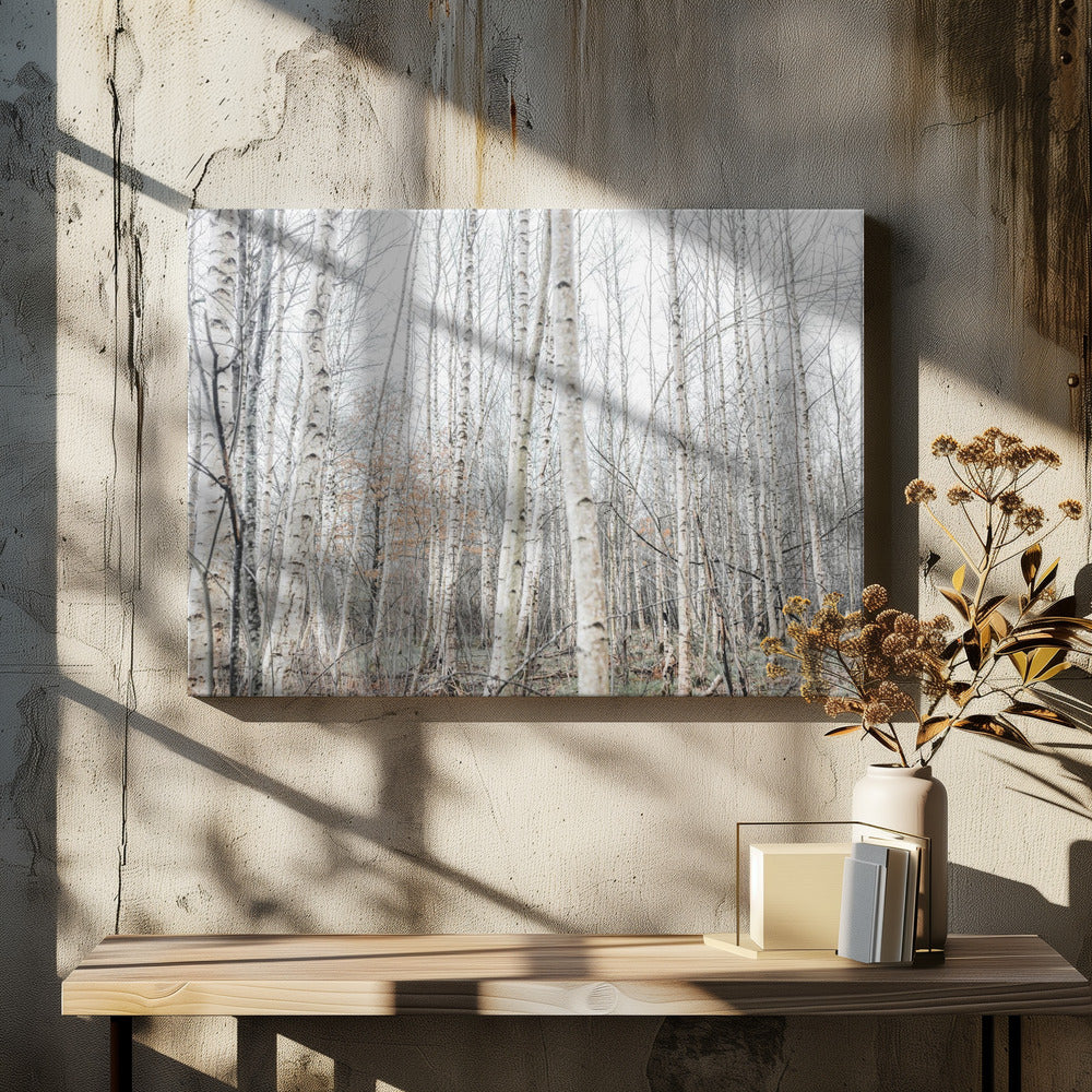 Berkenbomen 9 | Canvas