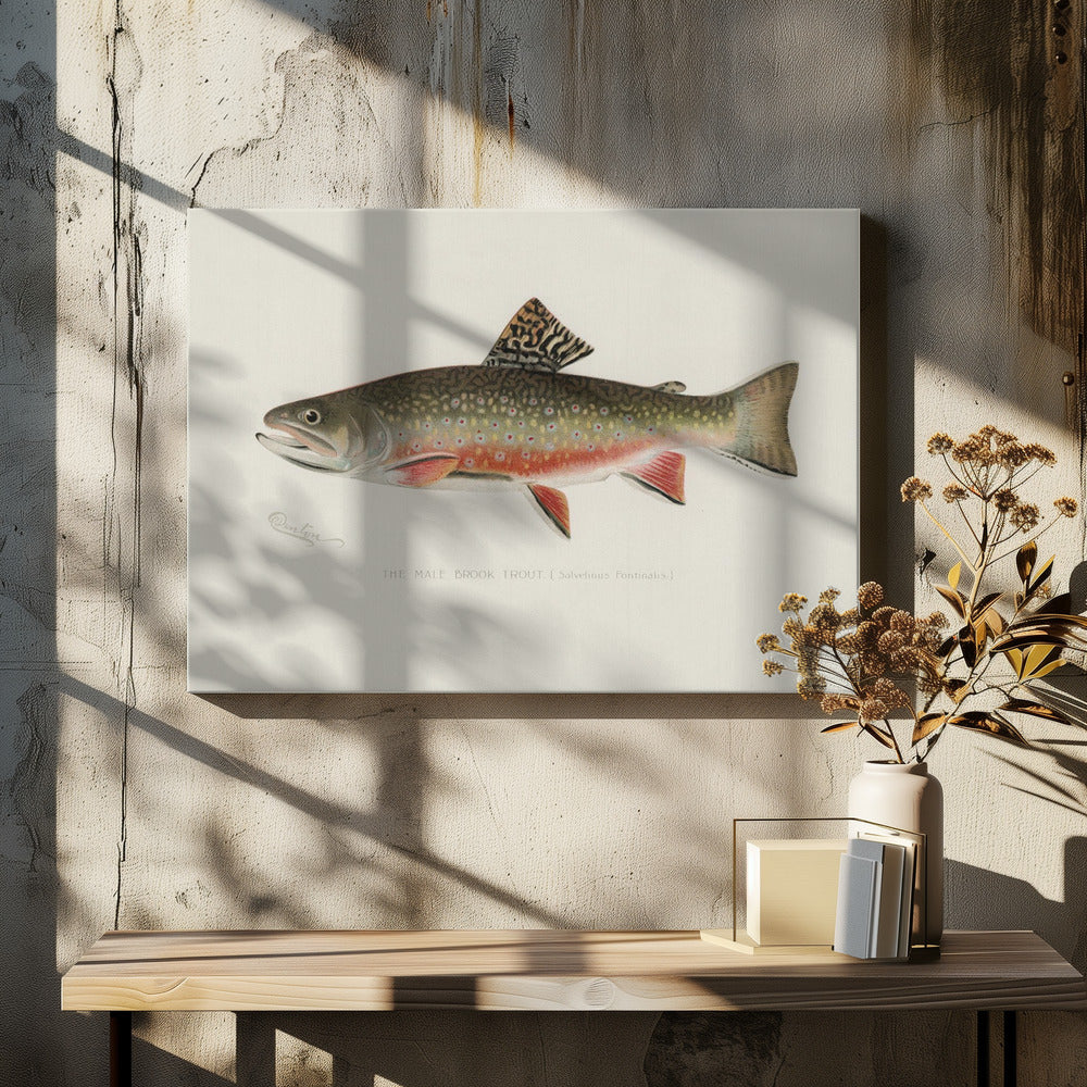 Mannelijke beekforel | Canvas