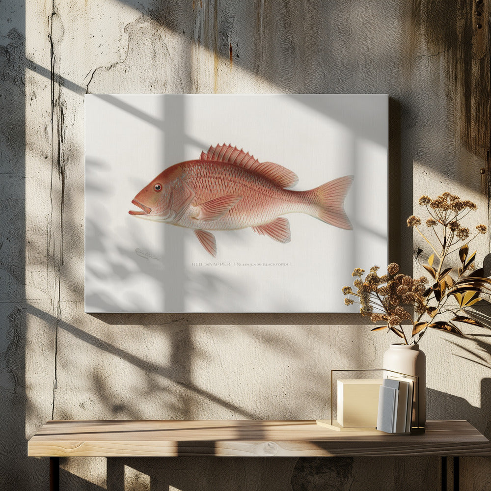 Rode Snapper | Canvas