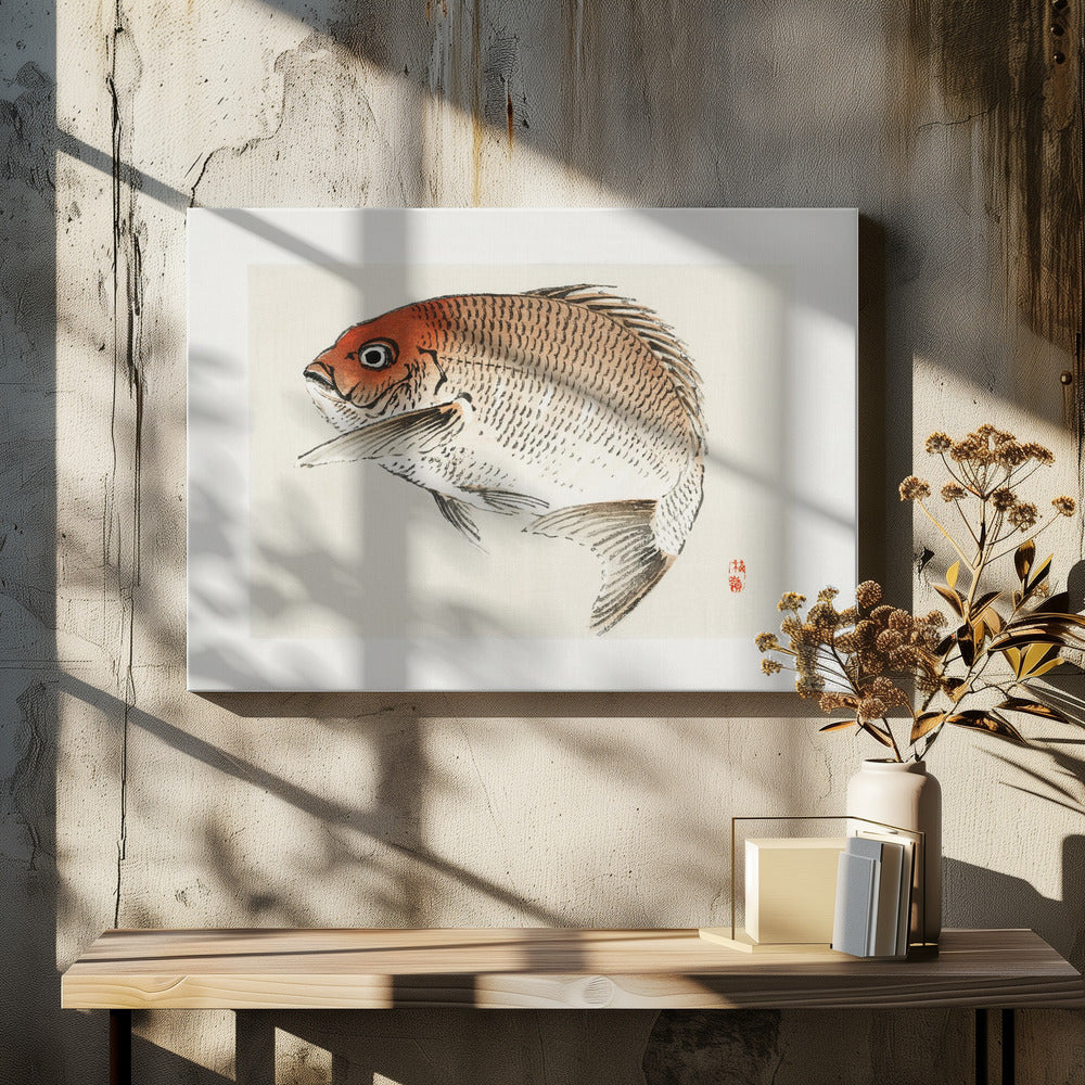 Tai (rode zeebrasem) vis | Canvas