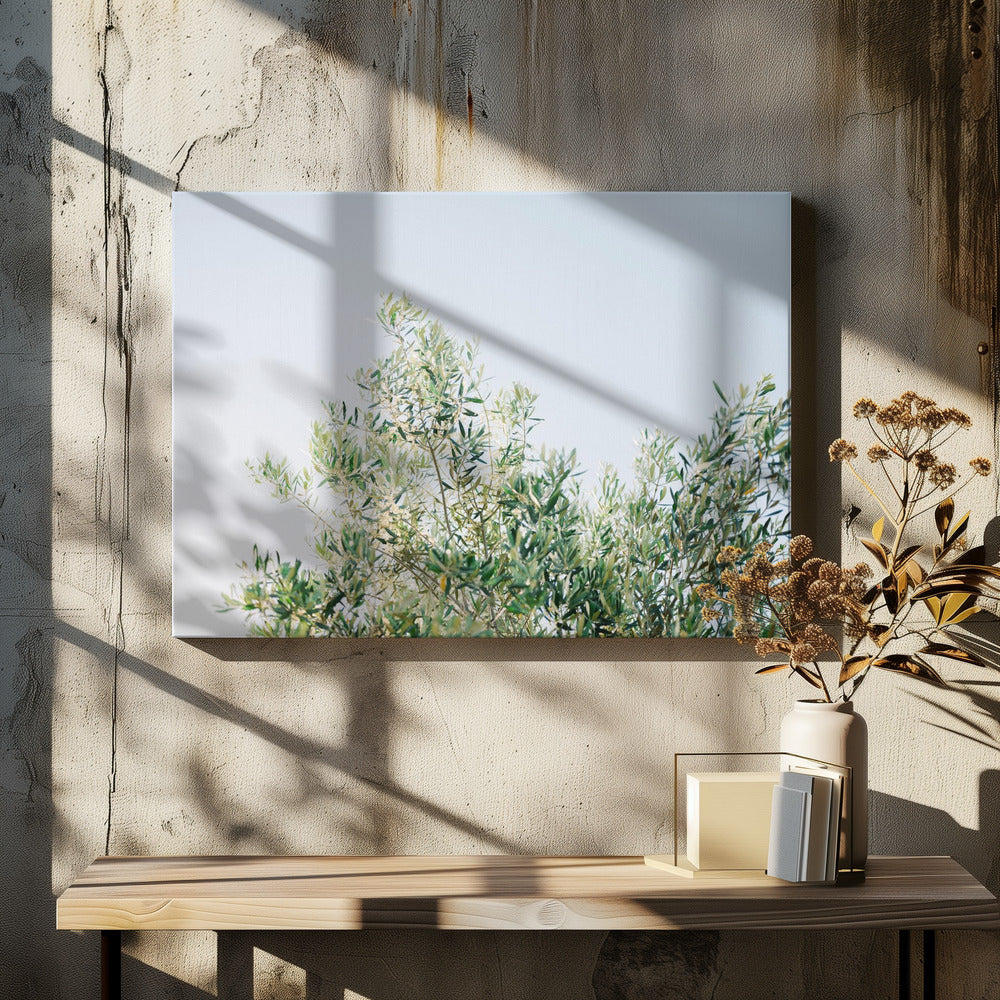 Olijven in Ostuni | Reisfotografie Italië | Canvas