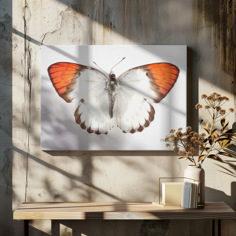 Vlinder - 3 | Canvas