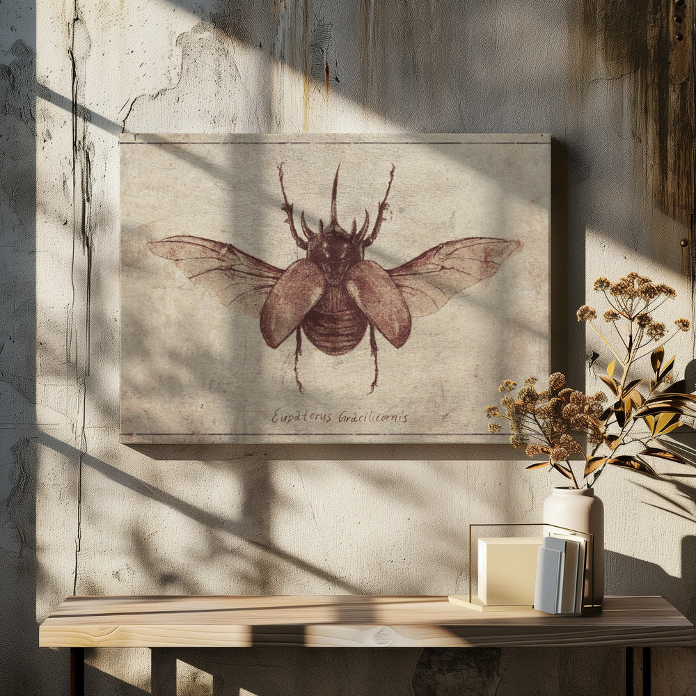 Eupatorus Gracilicornis Kopie | Canvas