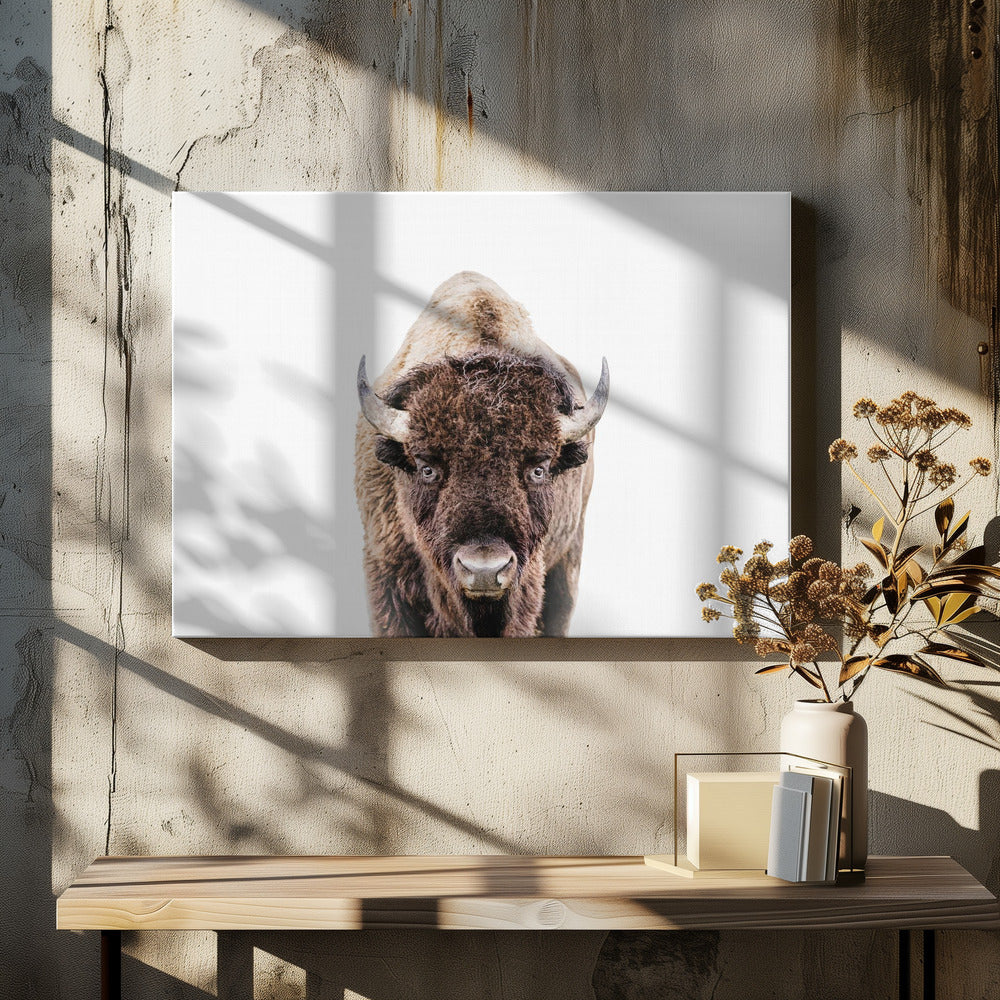 Bizon | Canvas