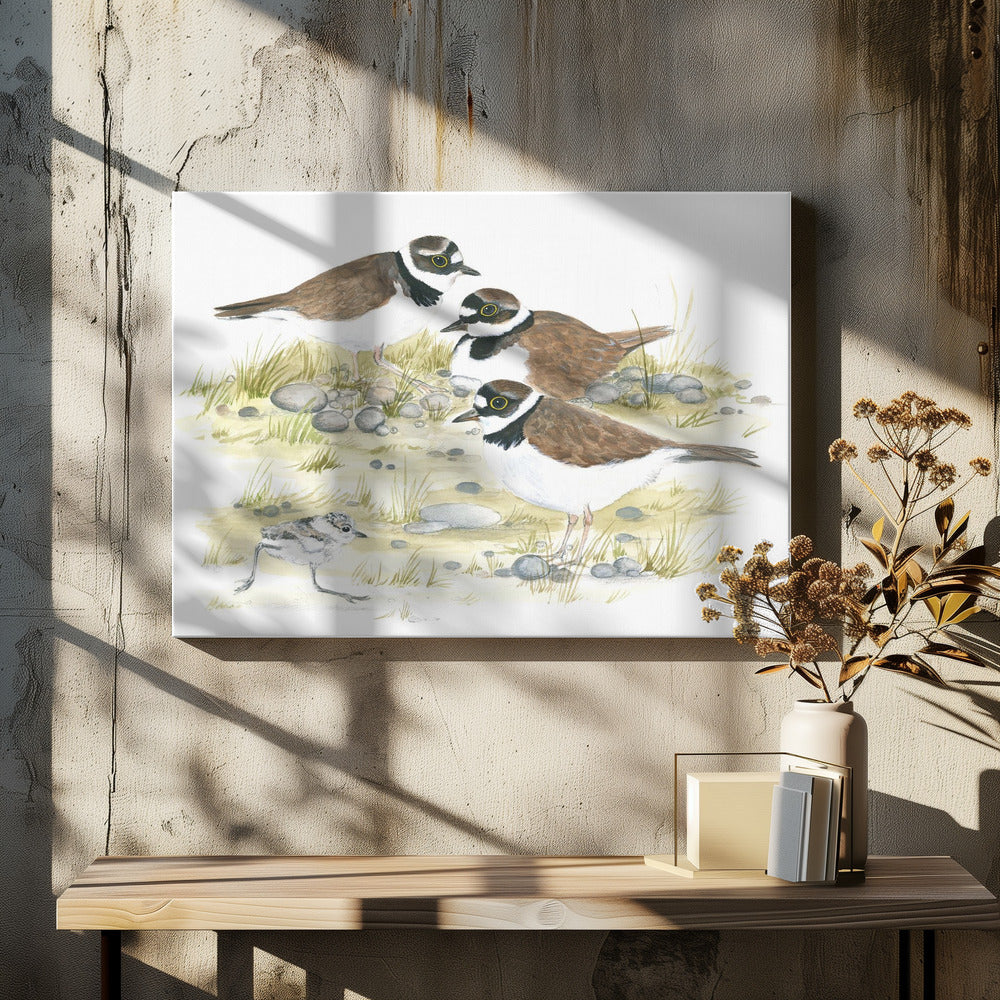 Plevieren | Canvas