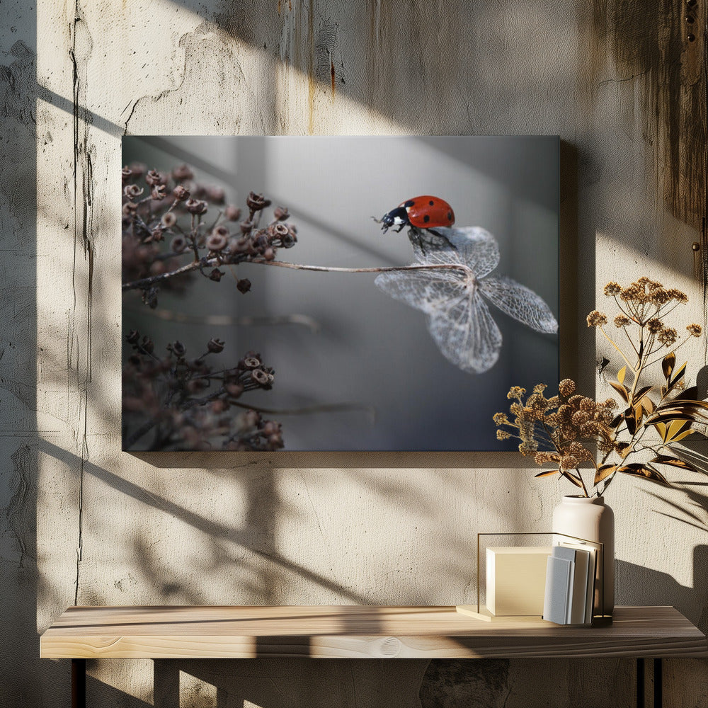Lieveheersbeestje op hortensia. | Canvas