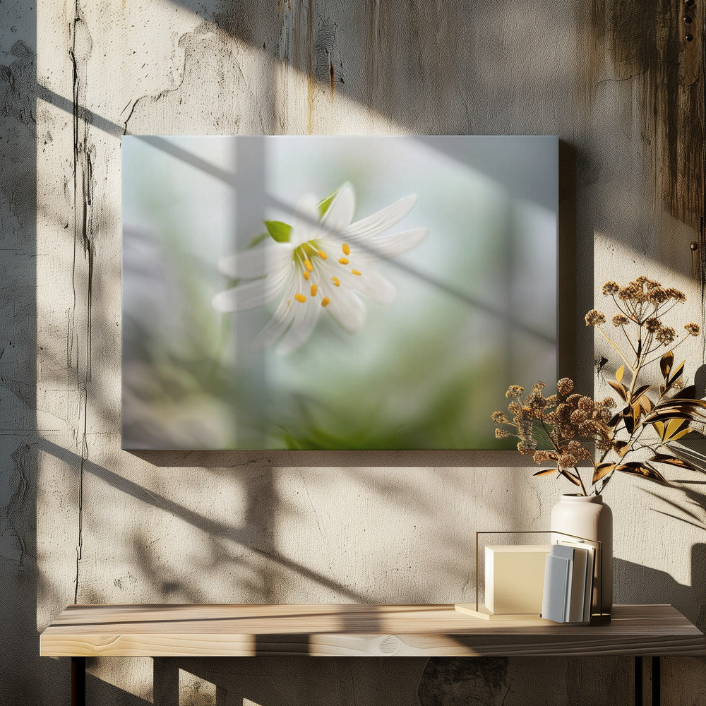 Lente-steekkruid | Canvas
