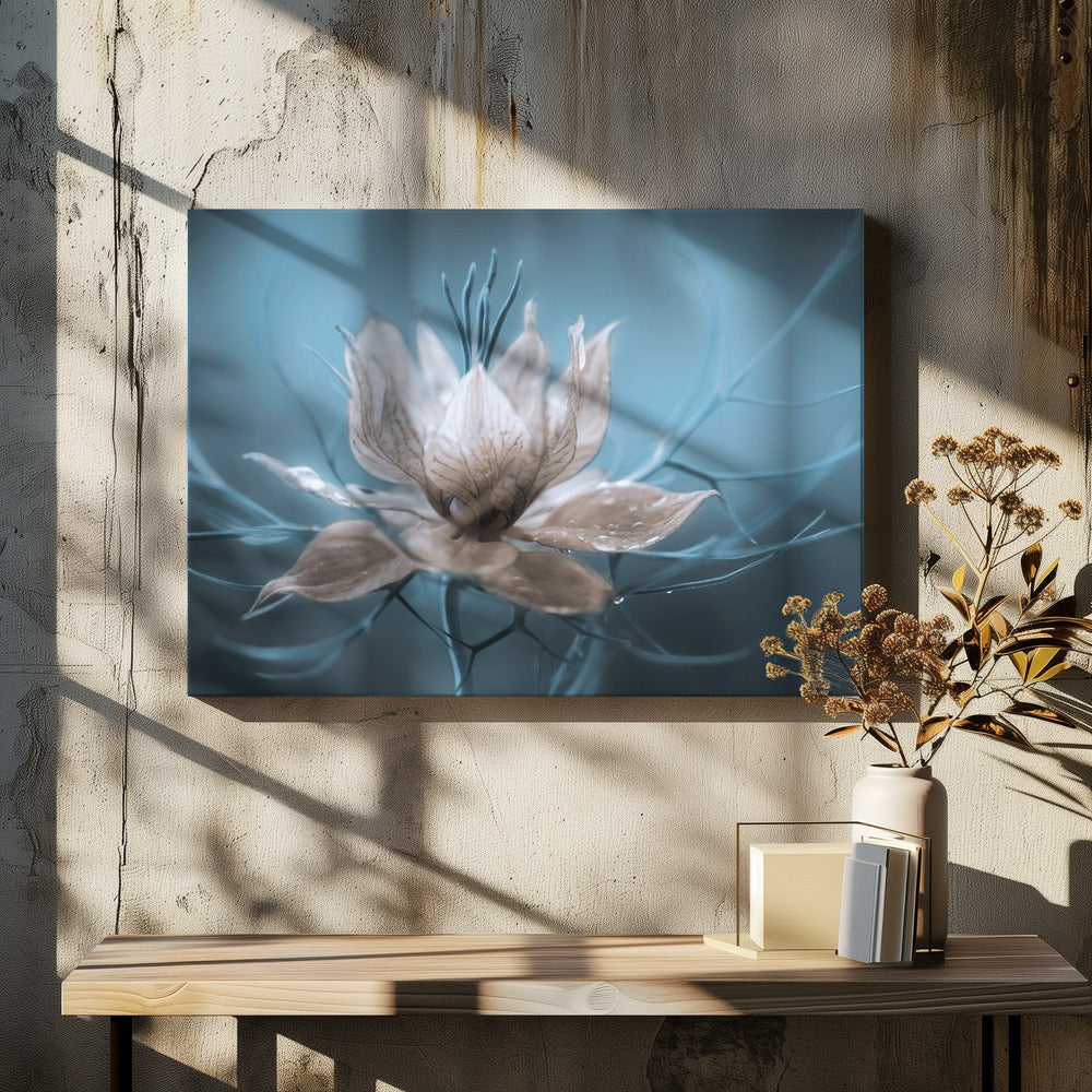 *Nigella* | Canvas