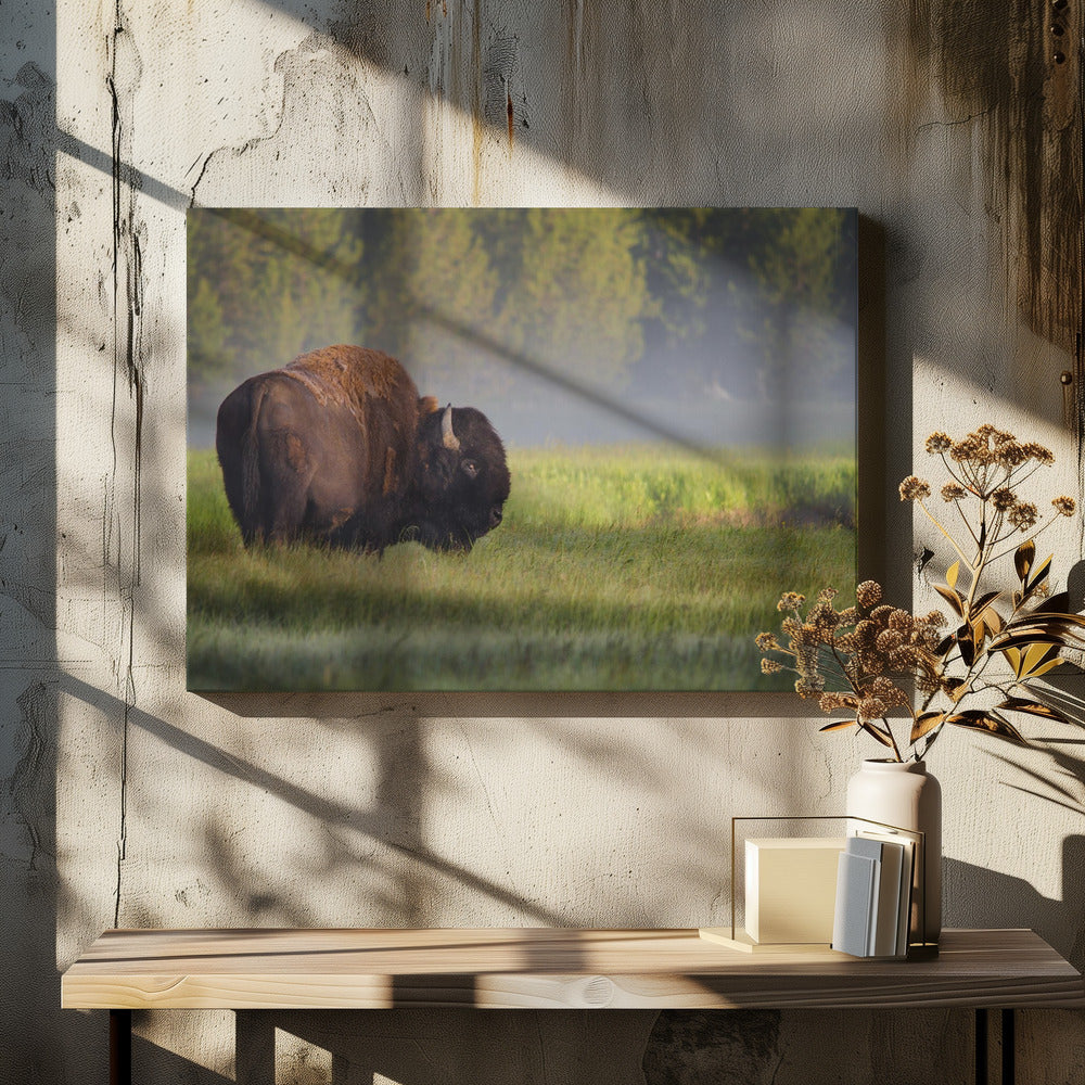 Bizon in ochtendlicht | Canvas
