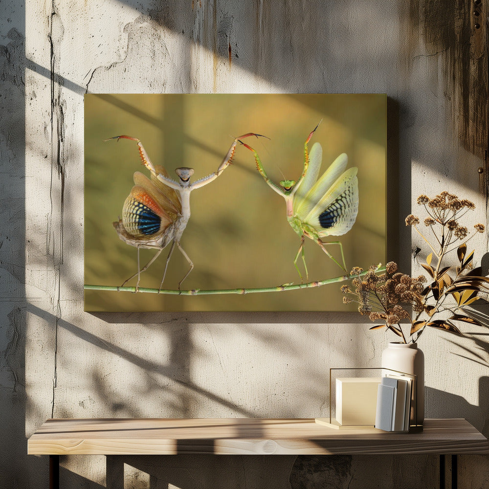 Showtijd | Canvas