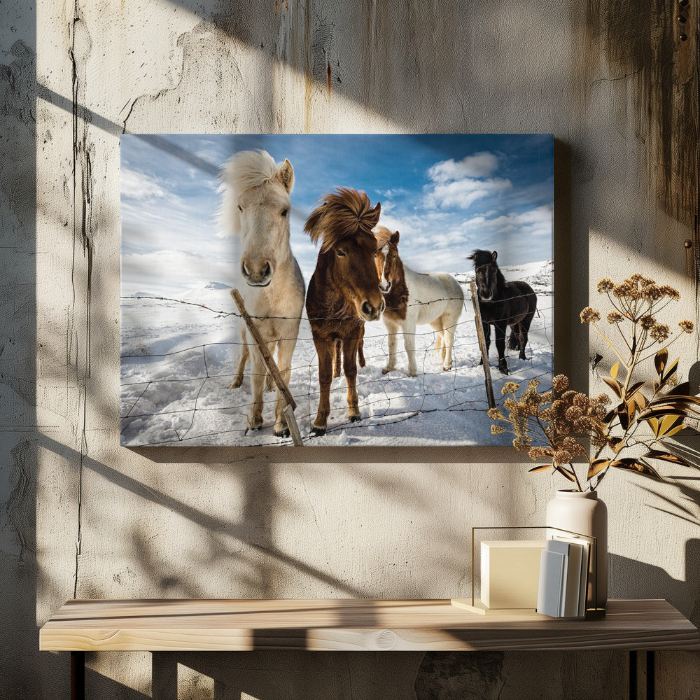IJslands kapsel | Canvas