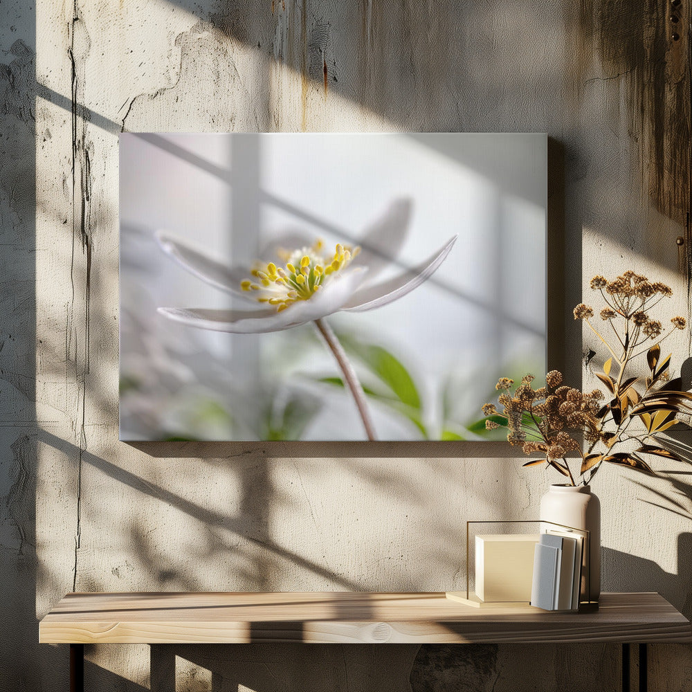 Bosanemoon | Canvas