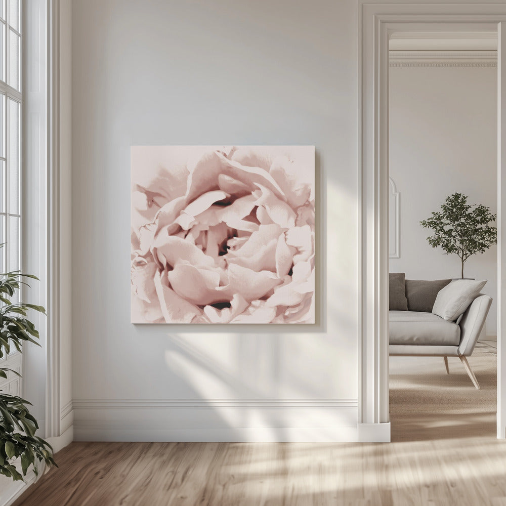 Delicate pioenroos | Canvas