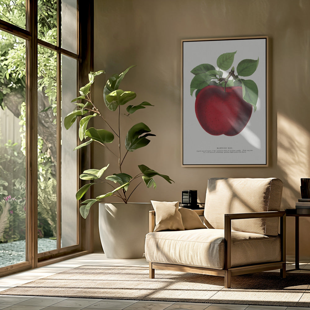 Mcintosh Red Apple Lithografie | Poster
