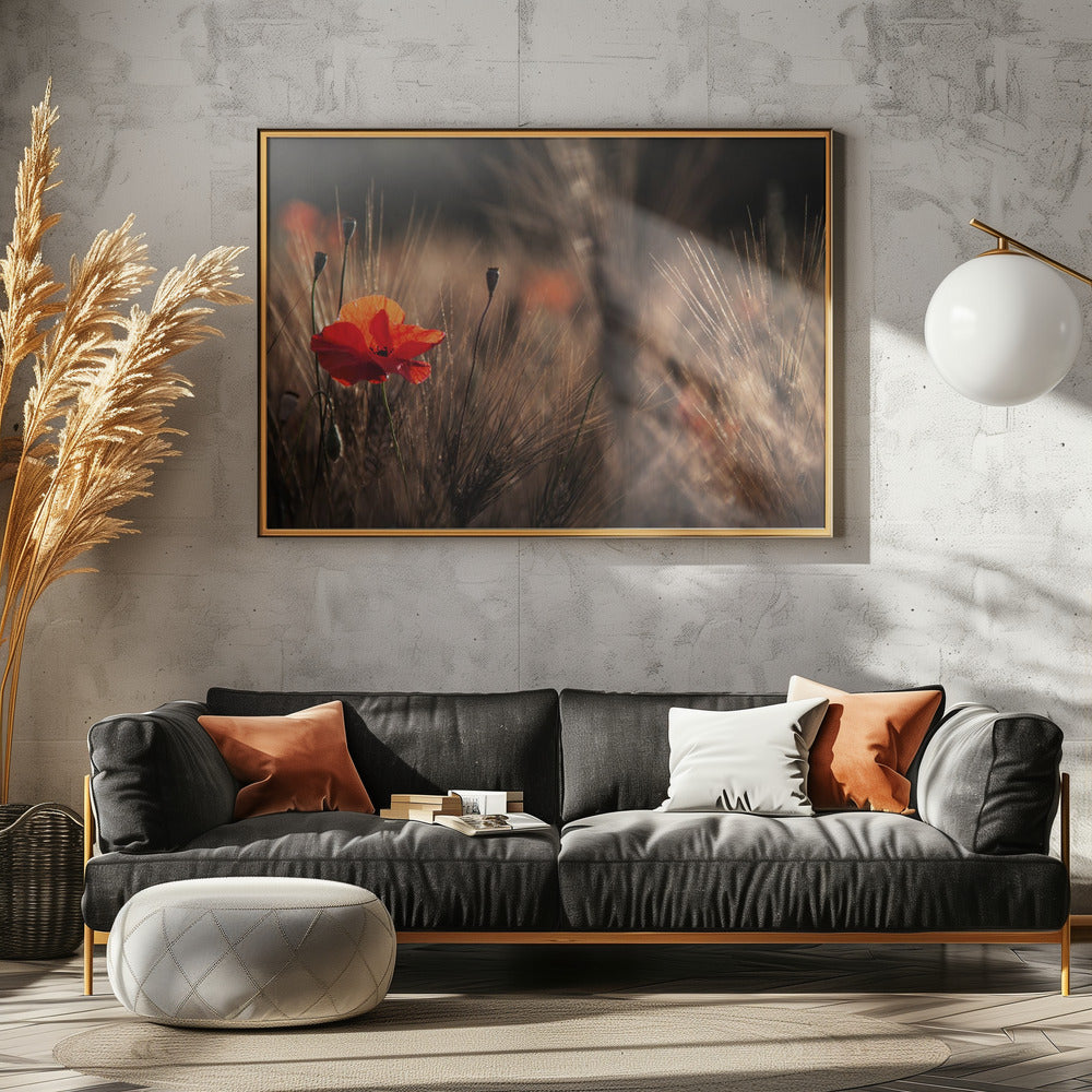 Klaproos met maïs | Canvas