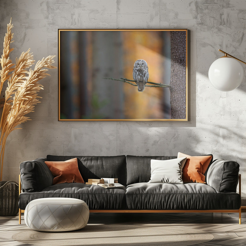 Tawny Owl | Poster