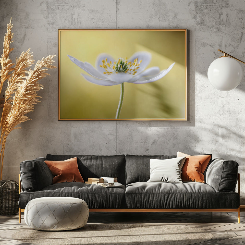 Bosanemoon | Canvas