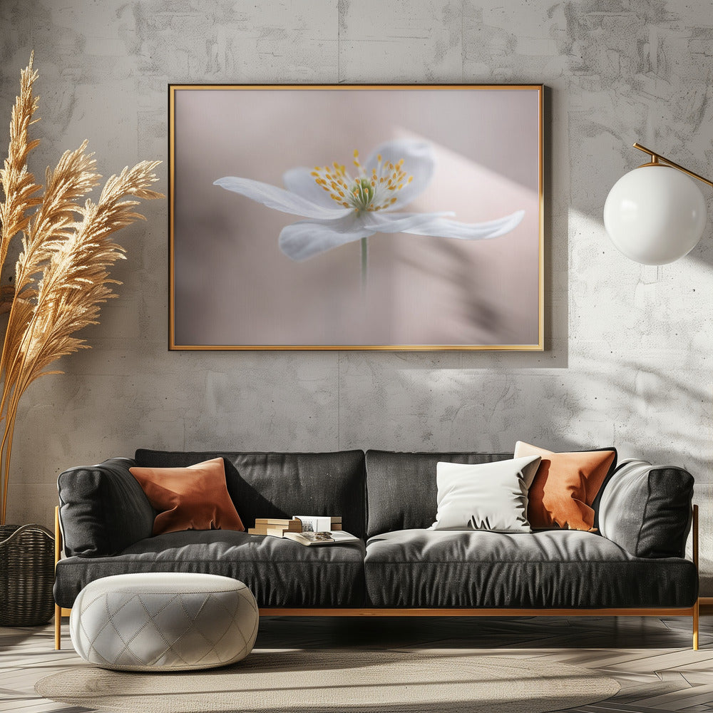 Anemone Nemorosa | Canvas