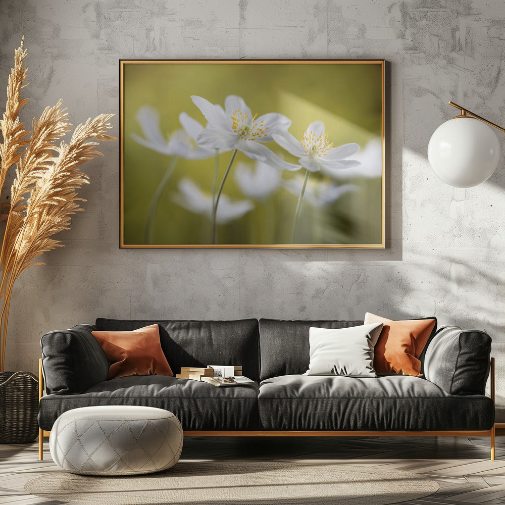 Bosanemonen | Canvas