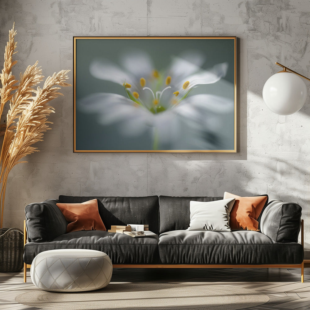 Stitchwort | Canvas