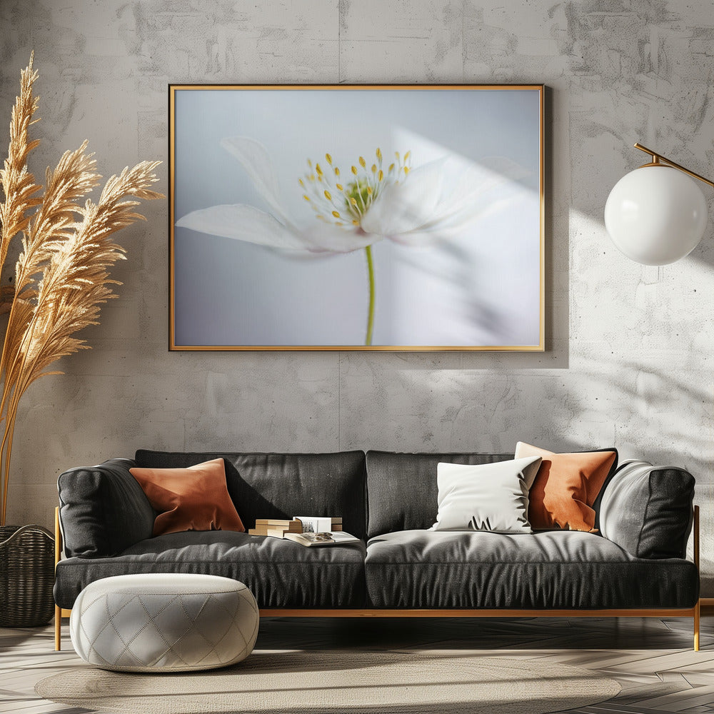 nemorosa | Canvas