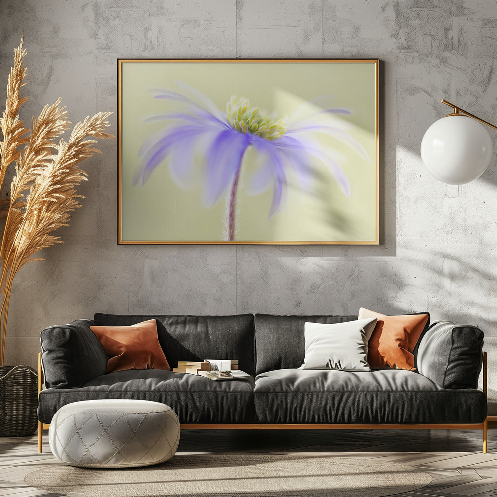 Anemoon Blanda | Canvas