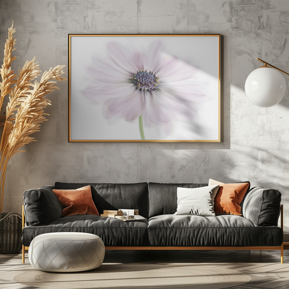 Kaapse Madelief | Poster