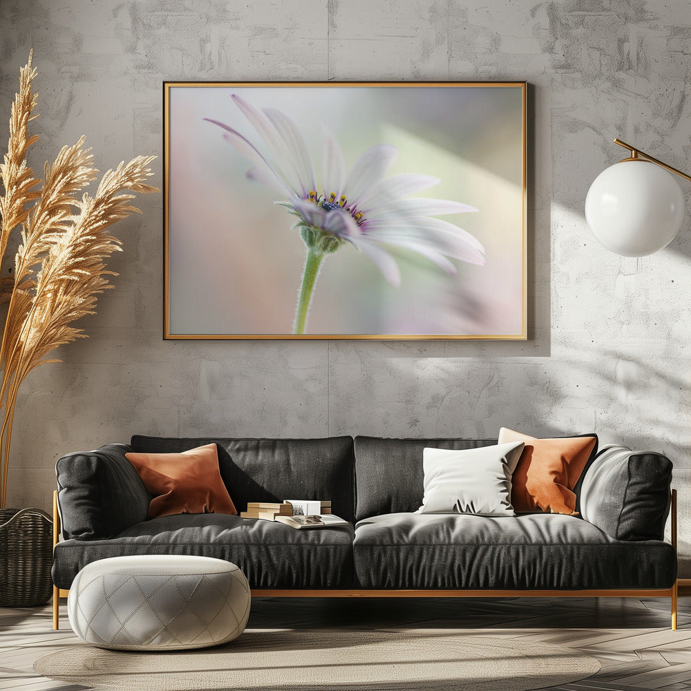 Kaapse Madelief | Canvas