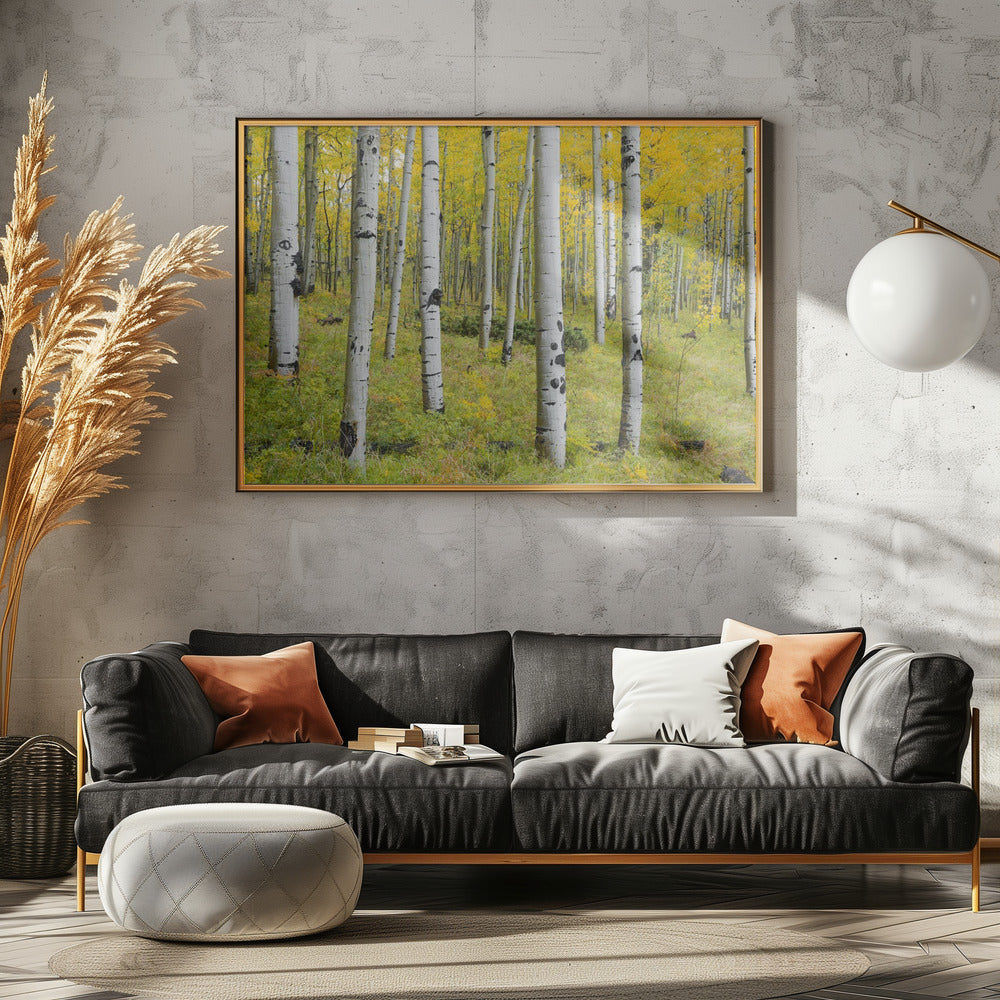 Yellow Birchs | Canvas